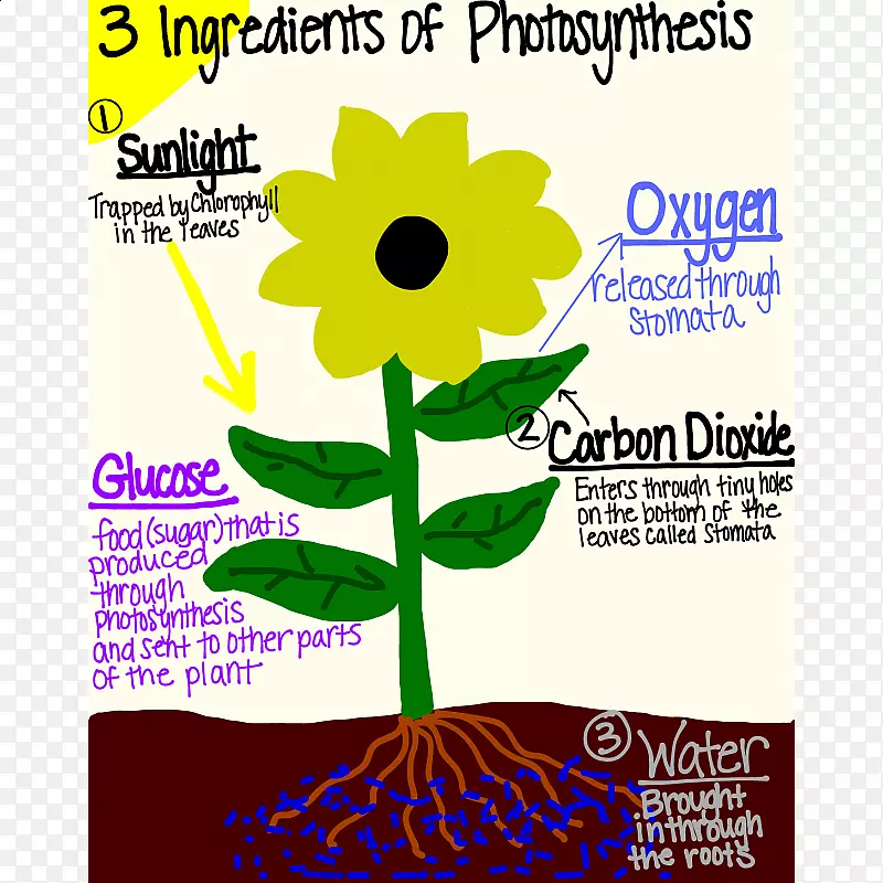 光合作用植物四级生物学五级植物