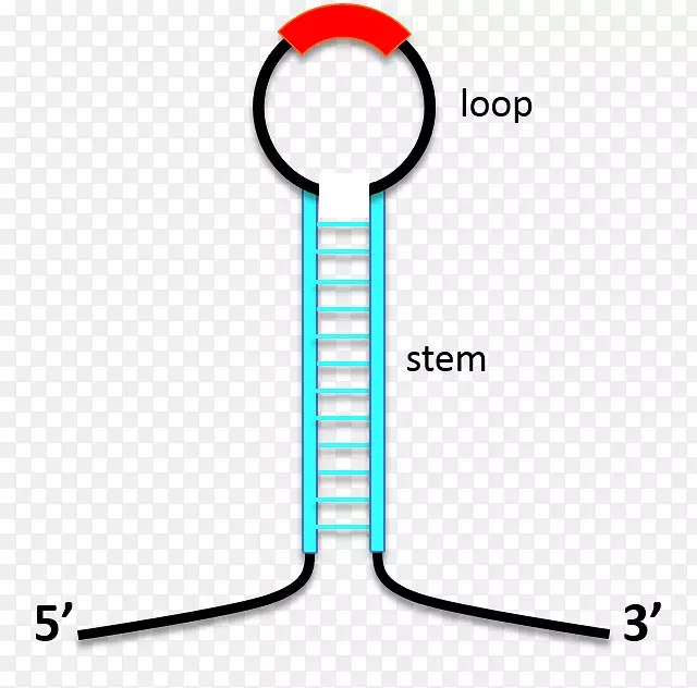 茎环反义RNA生物大分子结构