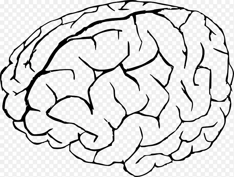 着色书-人脑解剖-脑