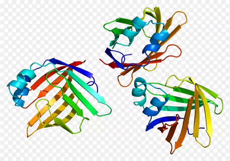 pmp2髓鞘碱性蛋白基因髓鞘碱性蛋白
