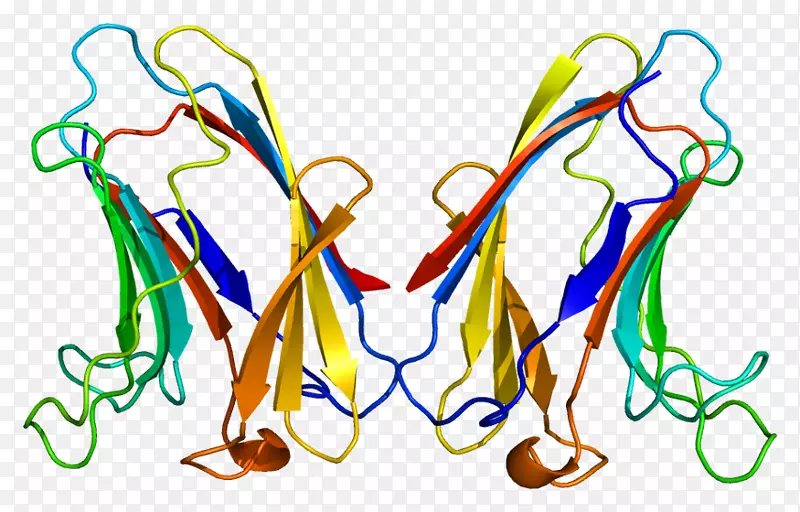 加连蛋白-7-加勒菌素-3蛋白