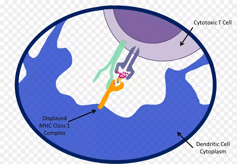 表位主要组织相容性复合体mhcⅠ类抗原细胞毒性t细胞绿色异基因癌细胞