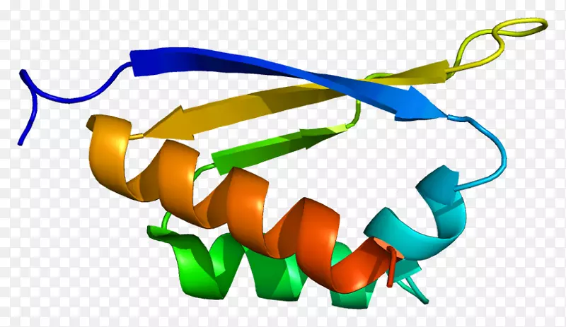 pcbp 1 PCBP 2基因细胞蛋白