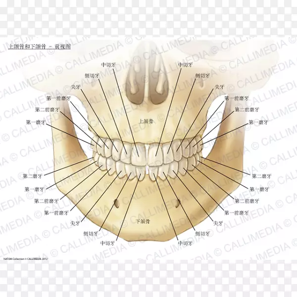 上颌下颌骨解剖人体骨-牙齿立体解剖