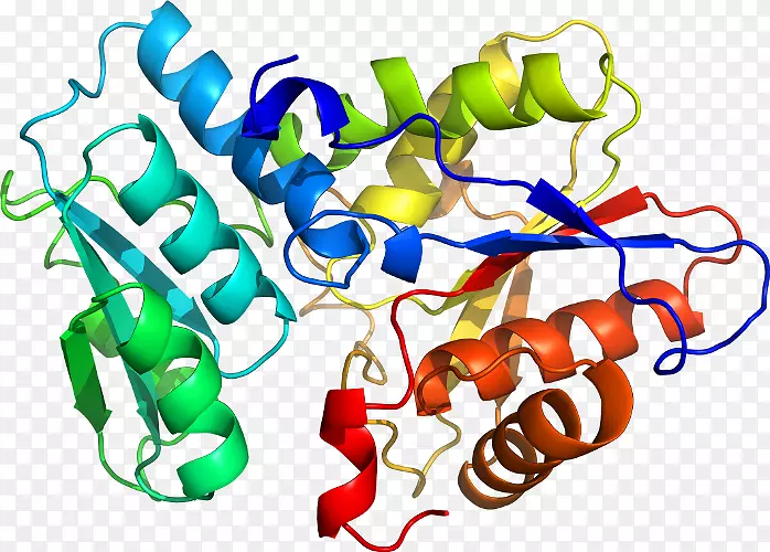 酶类色氨酸合酶脲酶蛋白亚基磷酸吡啶