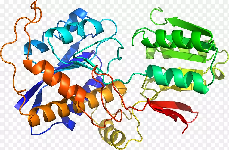 Tasp1基因内切肽酶蛋白酶-酶