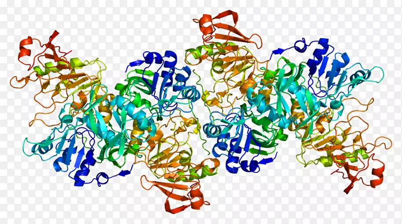 oxct 1基因琥珀酰辅酶转移酶