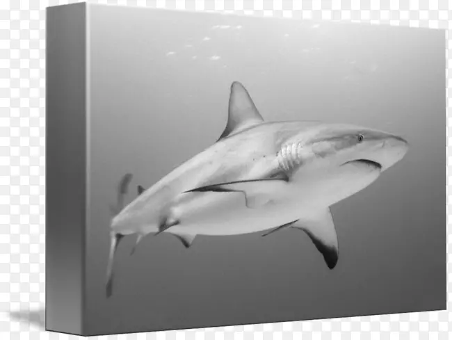 虎鲨-大白鲨-礁鲨
