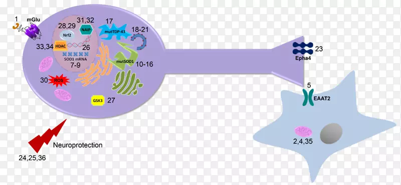 北尔斯坦有机化学杂志SOD 1生物化学功能-摘要图显示