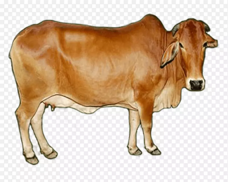 乳牛Sahiwal牛，gyr牛，红色Sindhi Tharparkar牛-1头2头牛