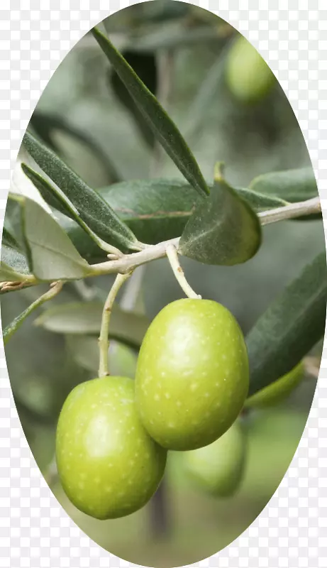 地中海菜橄榄油酒橄榄叶橄榄树手镯