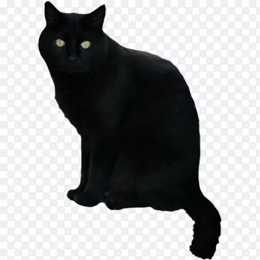 黑猫可怕的万圣节安卓猫