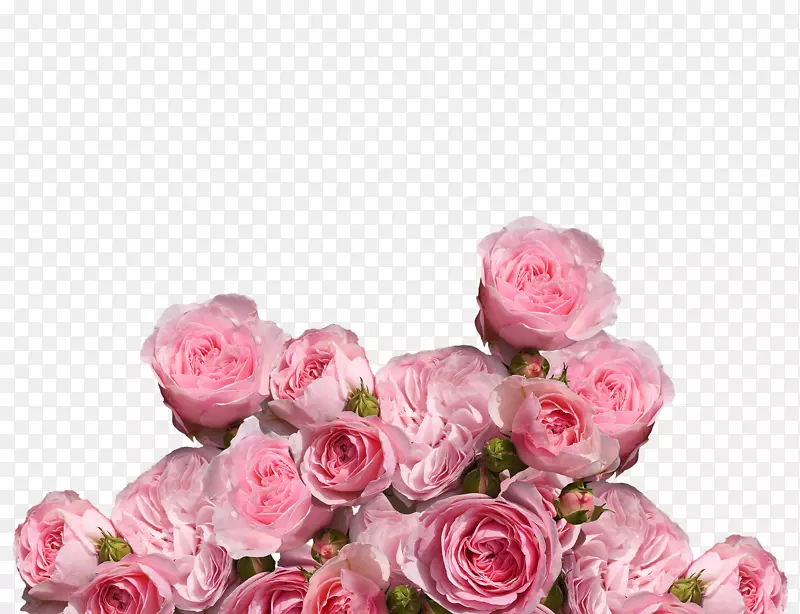 花园玫瑰，卷心菜，玫瑰，粉红色，花卉美容化妆品