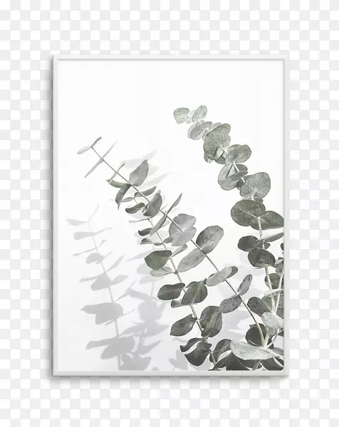 海报版画-植物橄榄桉树