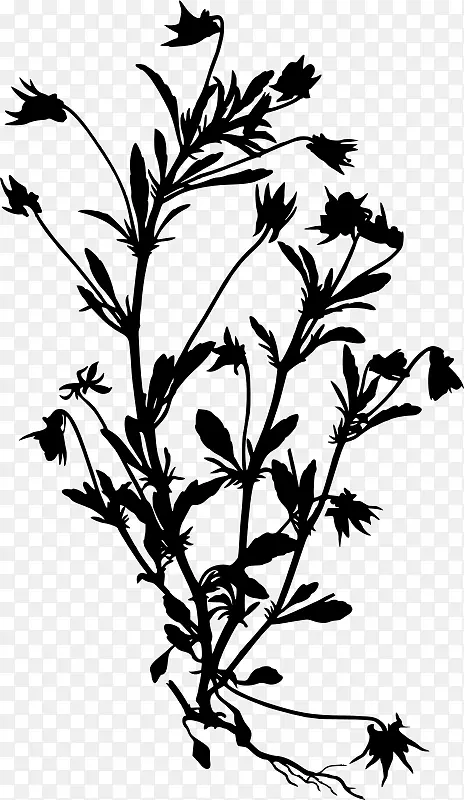 欧洲野兰西·克勒的药用植物-剪影草