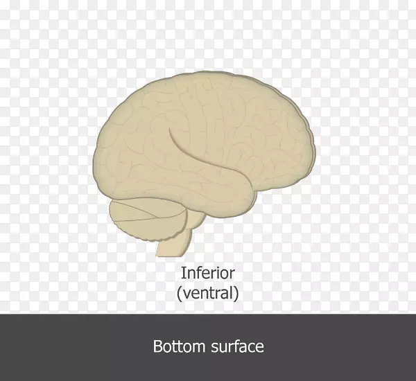 解剖脑解剖平面背侧神经系统-脑