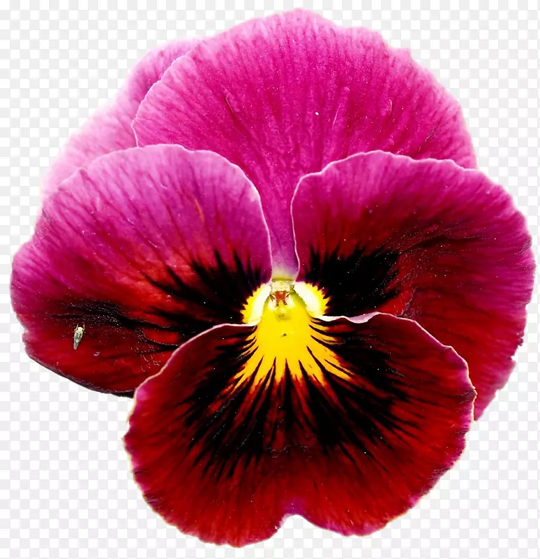 欧洲田兰紫一年生植物花-红三色堇