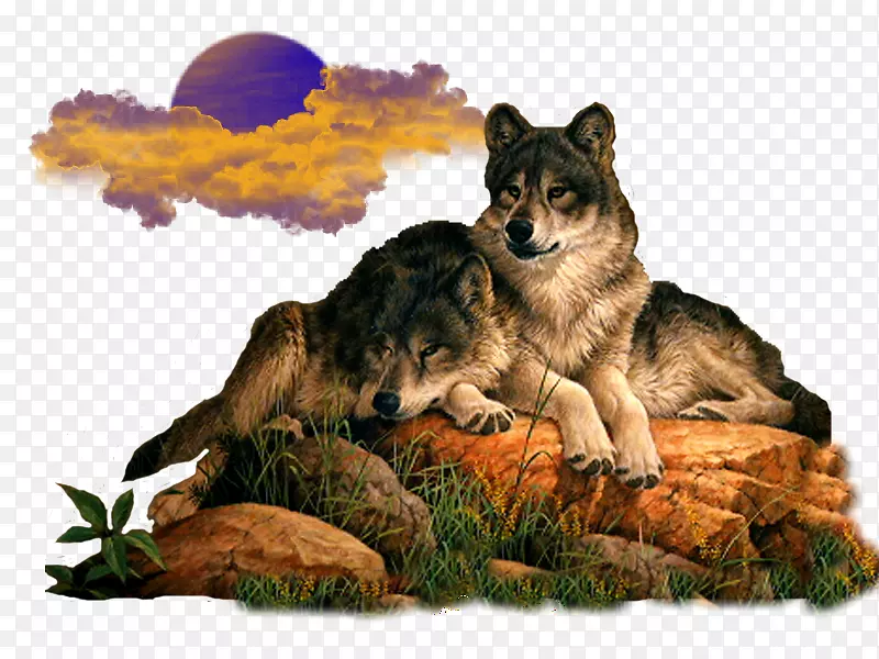 灰狼动物化身-狼