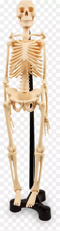 人体骨骼关节解剖骨-人骨