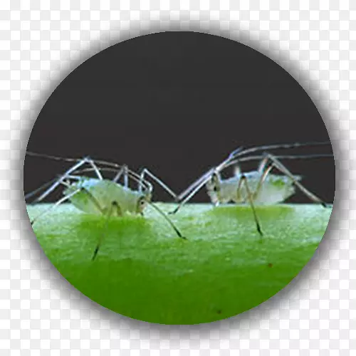 蚜虫植物绿臭虫园