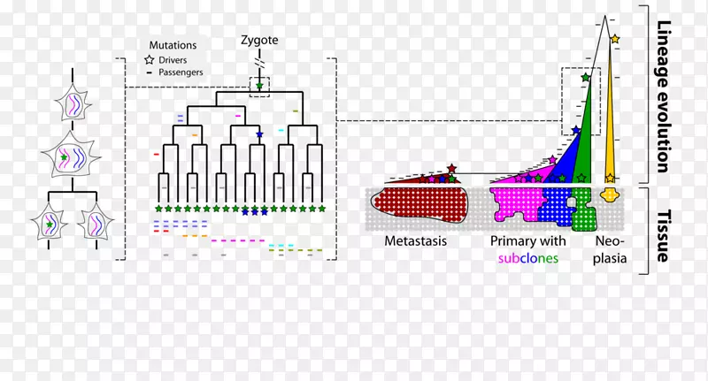 工程结构变异-变异癌细胞