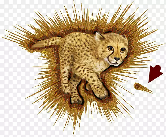 猎豹须猫陆生动物群-切塔