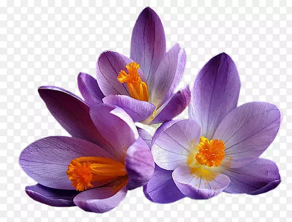 花，番红花，紫红色，紫丁香，紫罗兰-柔毛紫罗兰