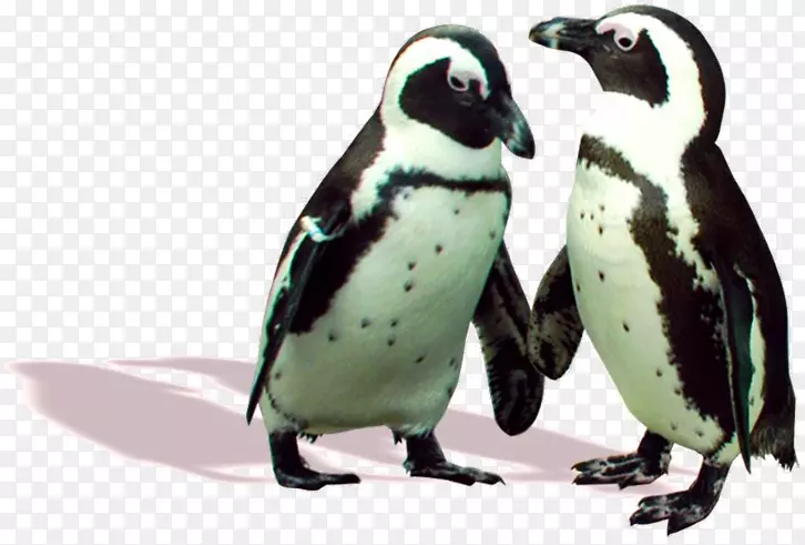 企鹅动物喙企鹅