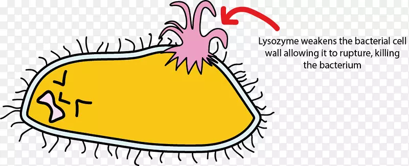 溶菌酶细菌细胞结构唾液细菌和牙齿