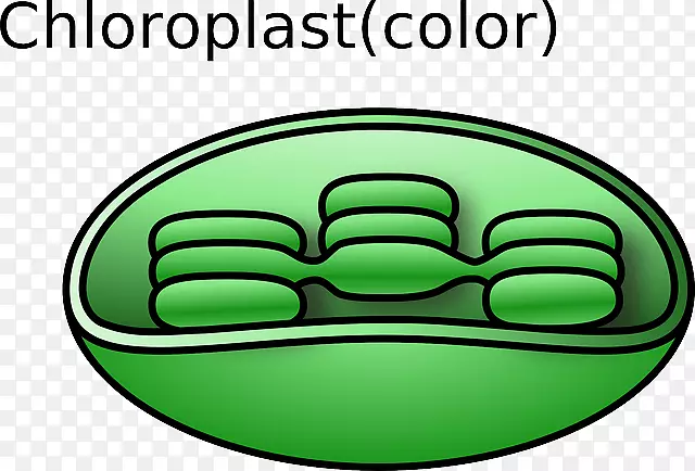 叶绿体细胞植物生物膜细胞器古文字的扁平化
