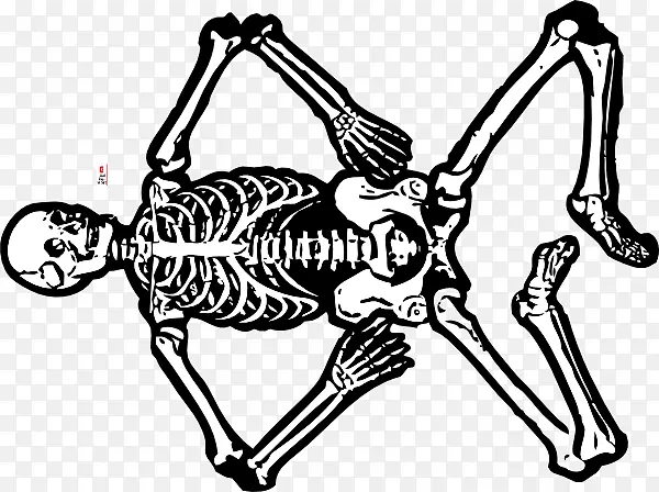 人体骨骼解剖人体头骨-骨骼人