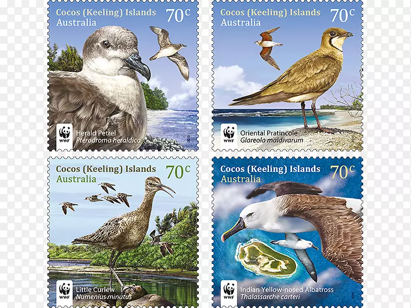 鸭动物区系生态系统野生动物-需要邮票