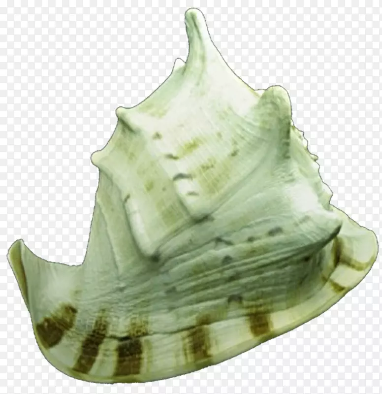 山哈海螺绿壳