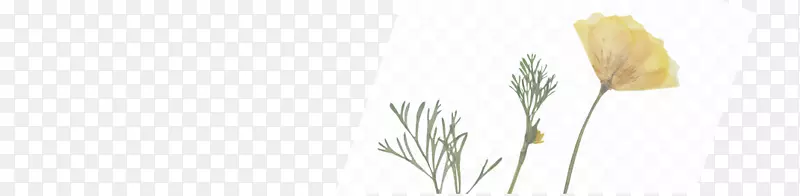 草切花植物茎线字体