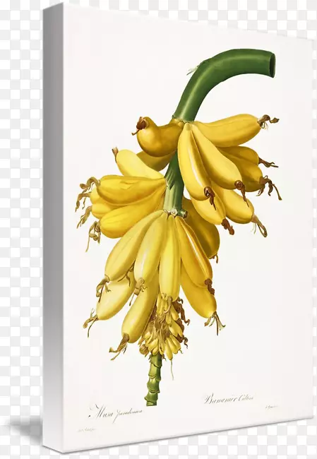 香蕉植物学百合花植物插图-浅黄色香蕉干