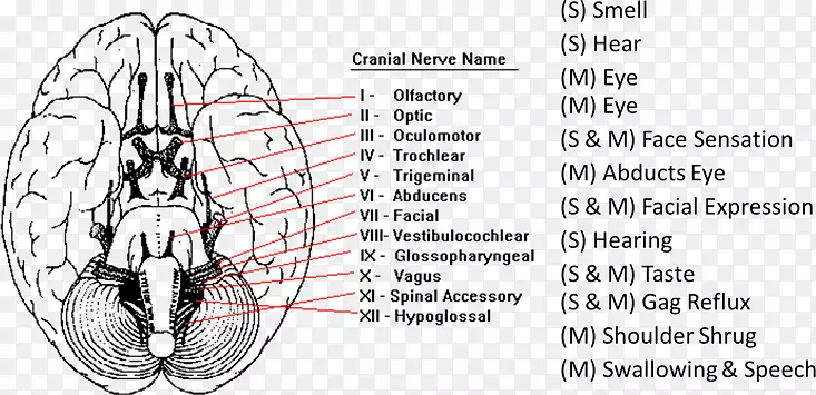 颅神经系统面神经颅神经检查颅神经