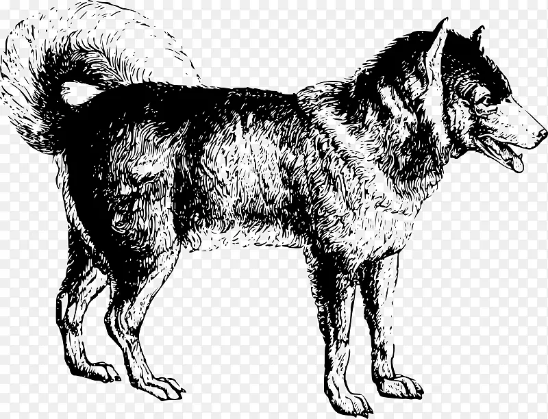 雪普拉西伯利亚雪橇狗西伯利亚哈士奇阿拉斯加马拉默特东西伯利亚拉伊卡挪威埃尔克犬一只鼓犬