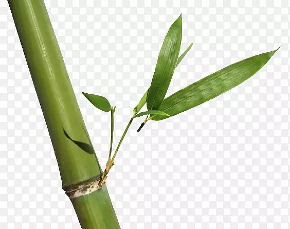 竹子盖蒂图片商业摄影-美食
