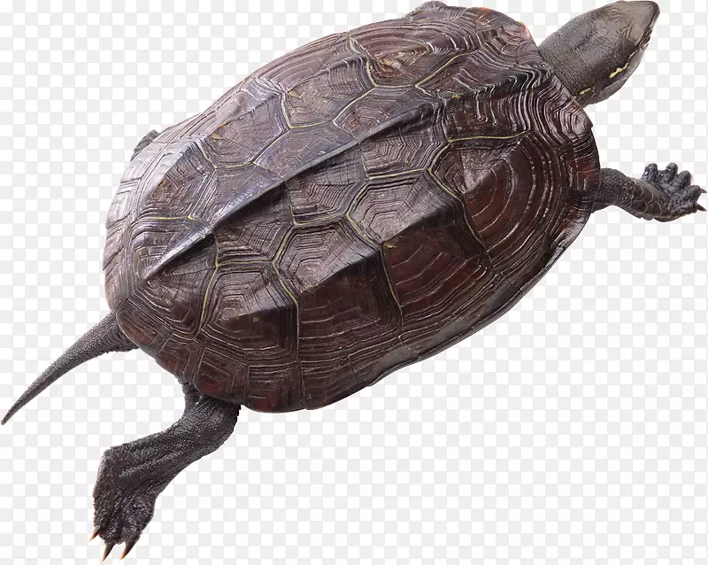 常见的海龟爬行动物剪贴画-mk