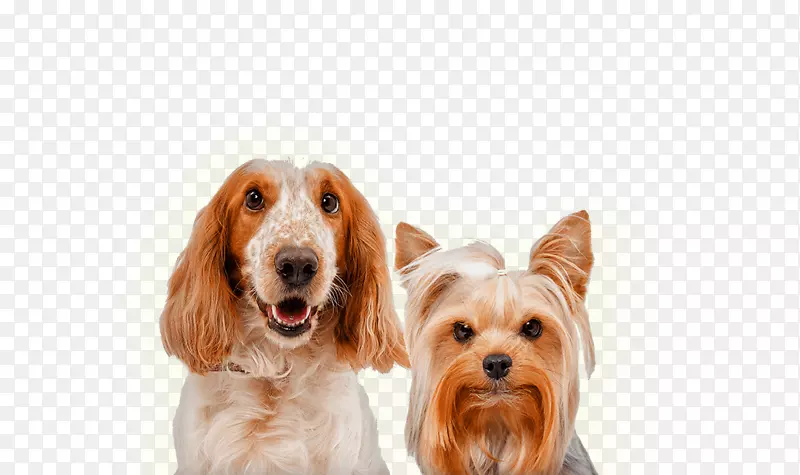 英国小猎犬摄影犬繁殖伴狗代理手册