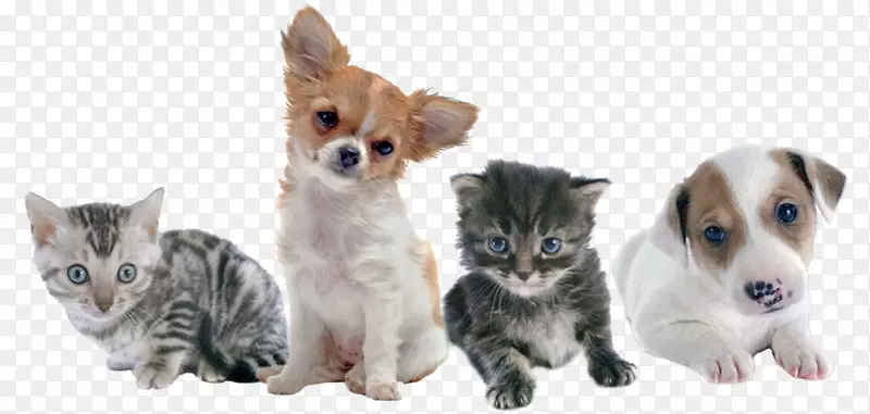 猫，小狗，罗威，兽医-宠物护理