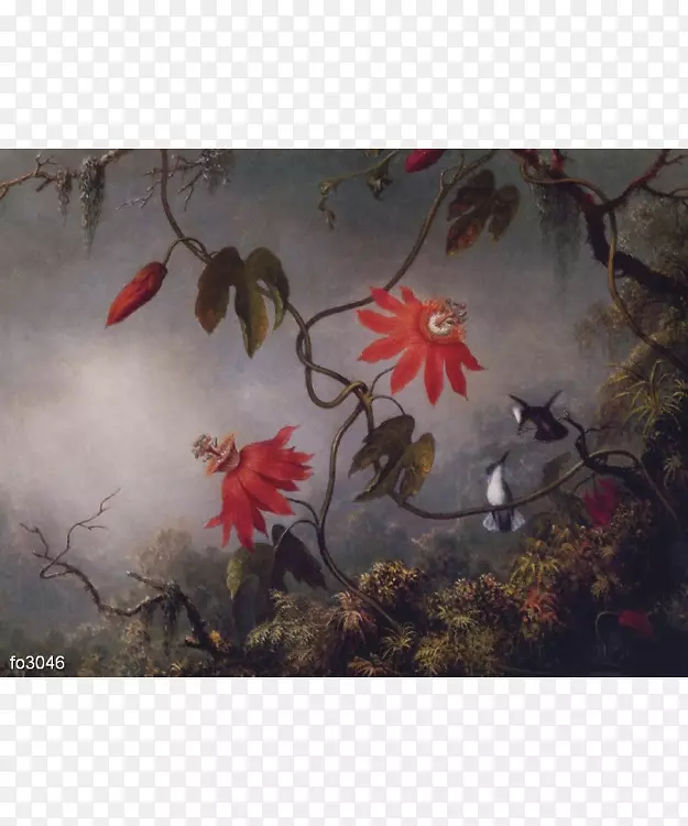 情花和蜂鸟，蜂鸟和西番莲用三种蜂鸟绘画