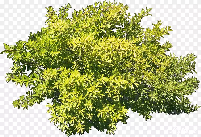 灌木植物Ампельныерастения(铁线蕨)
