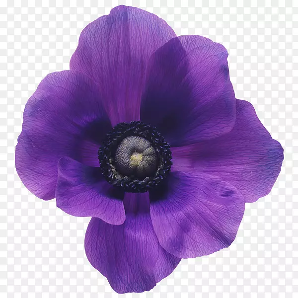 花束紫罗兰切花-花