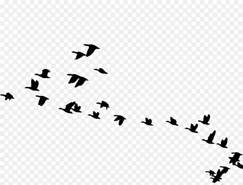 鸟鹅动物迁徙鸟群剪贴画