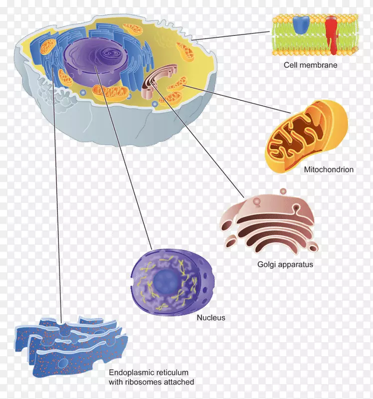 高尔基体细胞膜蛋白靶向-人细胞