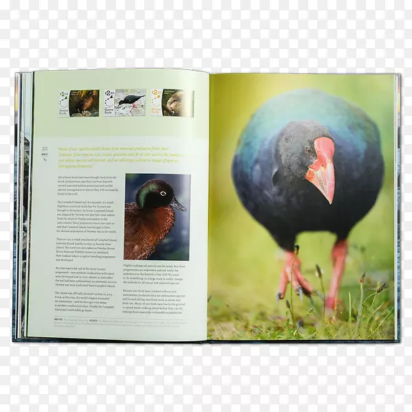 邮票新西兰动物集邮广告-新西兰猕猴桃鸟