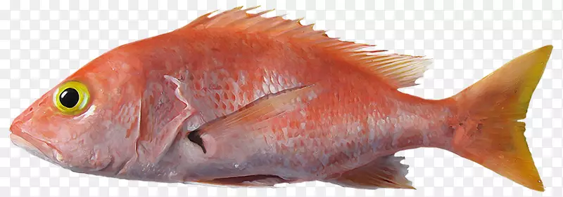 北方红鳍鱼产品海洋生物区系-名称-cientxedfico