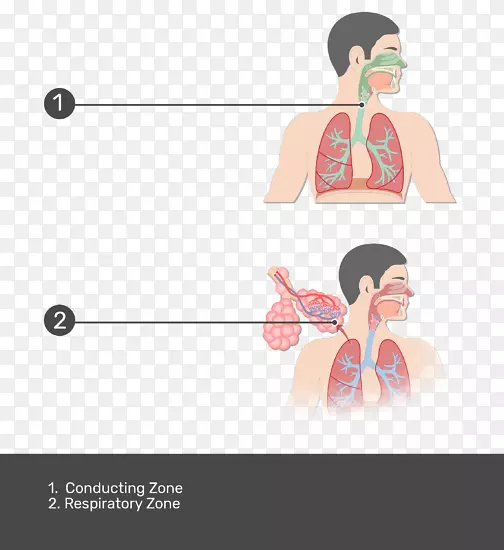 呼吸道呼吸系统肺泡图形设计呼吸系统解剖