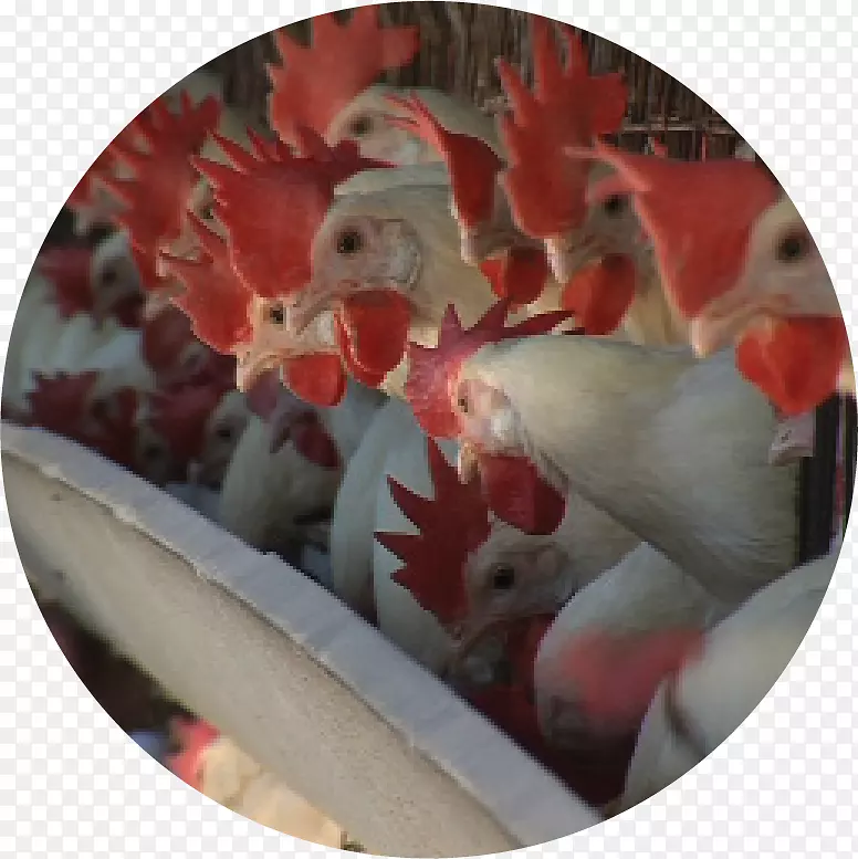 西瓦管鸡禽流感鸡
